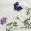Pequena Beleza Sakura com Galhos, Flores Secas, Espécimes de Plantas em Relevo, Flores Prensadas Manuais DIY, Velas Perfumadas, Flores para Porta-Retrato