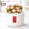 Plantas Suculentas de Interior, Cactos Pequenos em Vasos, Flores, Plantas Verdes, Escritório, Jardim de Infância, Mesa, Suculentas Tipo Cacto
