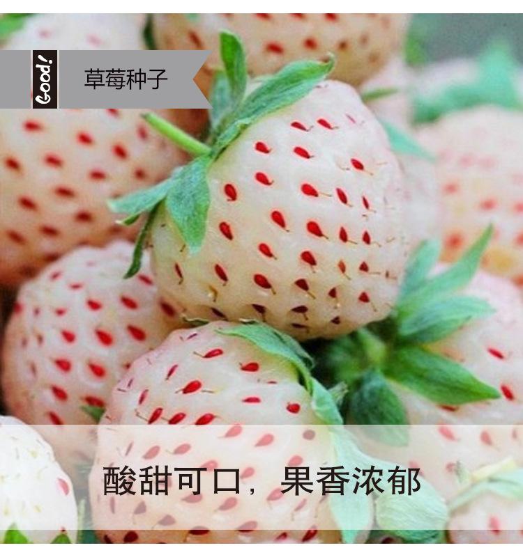 奶油白草莓03-3