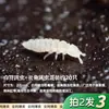 Na Cidade Vazia Musgo de Cipreste Grande, Musgo de Cabelo Dourado Grande, Musgo Cauda de Raposa, Micro Paisagem de Musgo Raro, Entregue Fresco