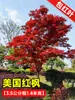 Venta al por mayor de plántulas de arce rojo japonés, bonsái rojo 'Dancing Princess' para las cuatro estaciones, hojas de arce para patios exteriores, plantas en maceta resistentes al frío para jardinería