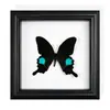 Marco de Fotos con Espécimen de Mariposa Real, Mariposa Cola de Golondrina con Banda Verde Regalo de Cumpleaños, Regalo de Día del Maestro Graduación, Regalo Exquisito para Fiestas