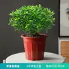 Repelente de Mosquitos, Madera de Pimienta Fragante, Plantas Verdes de Interior en Maceta, Fácil de Cultivar, Absorbe Formaldehído, Plántulas de Flor Jiuli Xiang, Cultivo en Agua