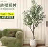 Planta de olivo en maceta para sala de estar interior, esquejes reales, planta grande en maceta, fácil de cuidar, adecuada para inauguración de casa y mudanza