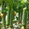Sementes de Bucha Yintian de Linha Curta, Maturação Precoce, Sementes de Bucha de Polpa Curta, Aromáticas e Macias, As Estufas de Primavera e Outono dos Agricultores de Horta Estão Cheias de Nós