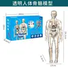 Ventas Directas de Fábrica Modelo del Cuerpo Humano Juguetes para Niños Ciencia Cognitiva Stem Rompecabezas Educativo Ensamblaje de Órganos Estructura Ósea del Esqueleto