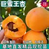 Dropshipping de Mudas de Damasco Rei Mel Gigante para Plantio nas Regiões Norte e Sul, Mudas de Damasqueiro Frutífero Enxertado Extra Grande Resistente ao Frio para Plantio em Vasos