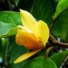 Pátio Planta de Flor Fragrante Enxertada Mudas de Orquídea Branca Mudas de Magnólia Branca Mudas de Orquídea Branca Orquídea Amarela Orquídea Amarela Vaso Plantio no Solo