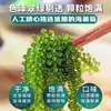 Uva de Mar Auténtica Oficial Verduras Marinas Frescas Listas para Comer Sin Aditivos Snacks Saludables para Bebés Uvas de Agua