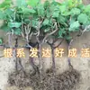 Venta al por mayor de plántulas de uva rubí romano, plantas de maceta para patio, plántulas injertadas sin semillas para plantar en el norte y el sur
