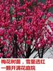 Envío Directo Plantones de Ciruelo Ciruelo Rojo Nativo Hueso Rojo Dulce de Invierno Florales de Jardín Fragantes Plantas Resistentes al Frío Macetas Grandes