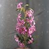 Flor Artificial Senso de Alto Nível Realista Sayi Flor de Casamento Linha Arranjo Floral Casa Vaso para Casamento Buquê de Flor Falsa