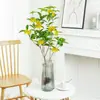 Plántulas de Osmanthus Hidropónico en Maceta, Plantas Cultivadas en Agua, Flores Frescas Cortadas de Osmanthus de Cuatro Estaciones, Plantas Verdes de Interior Fáciles de Cultivar, Florales, Cabello de Osmanthus