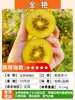 Venda Direta de Mudas de Kiwi, Mudas de Kiwi Jujuba Vermelha Macia, Xu Xiang Enxertado para Plantio em Jardins do Norte e do Sul