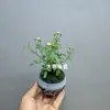 Rosa Japonesa com Botões Planta Verde Envasada para Floração o Ano Todo em Peitoril de Janela ou Varanda
