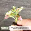 Garrafa de Micro-Paisagem com Grama de Malha Musgo DIY Paisagismo Tanque de Floresta Tropical Aquático e Terrestre Frente Folhas Coloridas Criativas Plantas Pequenas Mini