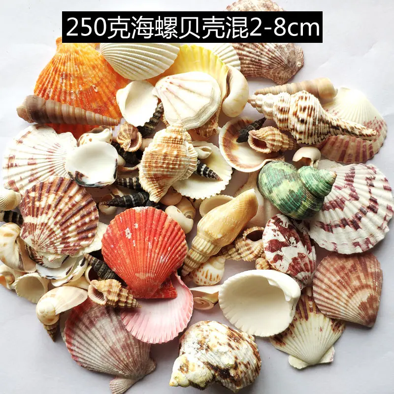 250克海螺贝壳混2-8cm
