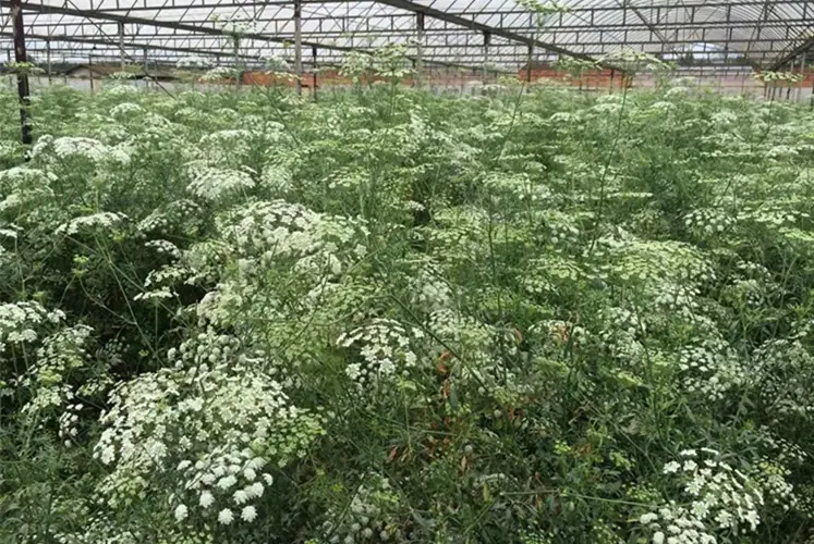 psb (1)_副本