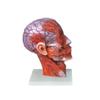 Para tratamiento médico, cabeza y cuello, modelo de nervio vascular adjunto al frente, cabeza y cuello, músculo vascular adjunto, cerebro, modelo de cabeza y cerebro