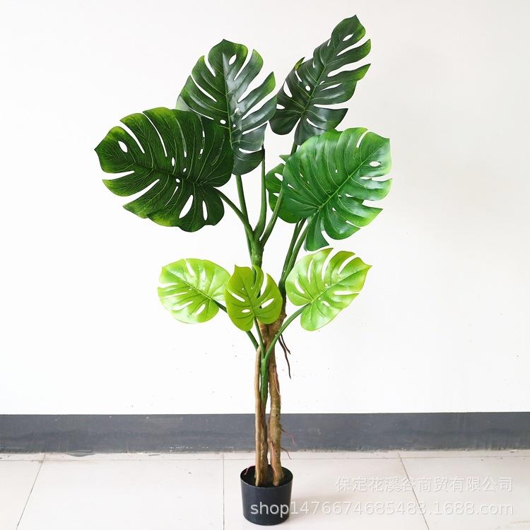 龟背叶-4.5尺 132元_副本.jpg