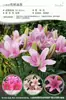 Bulbos de Lírio de Outono de Floração Dupla, Mudas de Flores de Floração Simples, Lírios Perfumados Comprados Diretamente da Holanda, Canhão de Ferro, Plantas de Vaso para Iniciantes do Pátio Karie