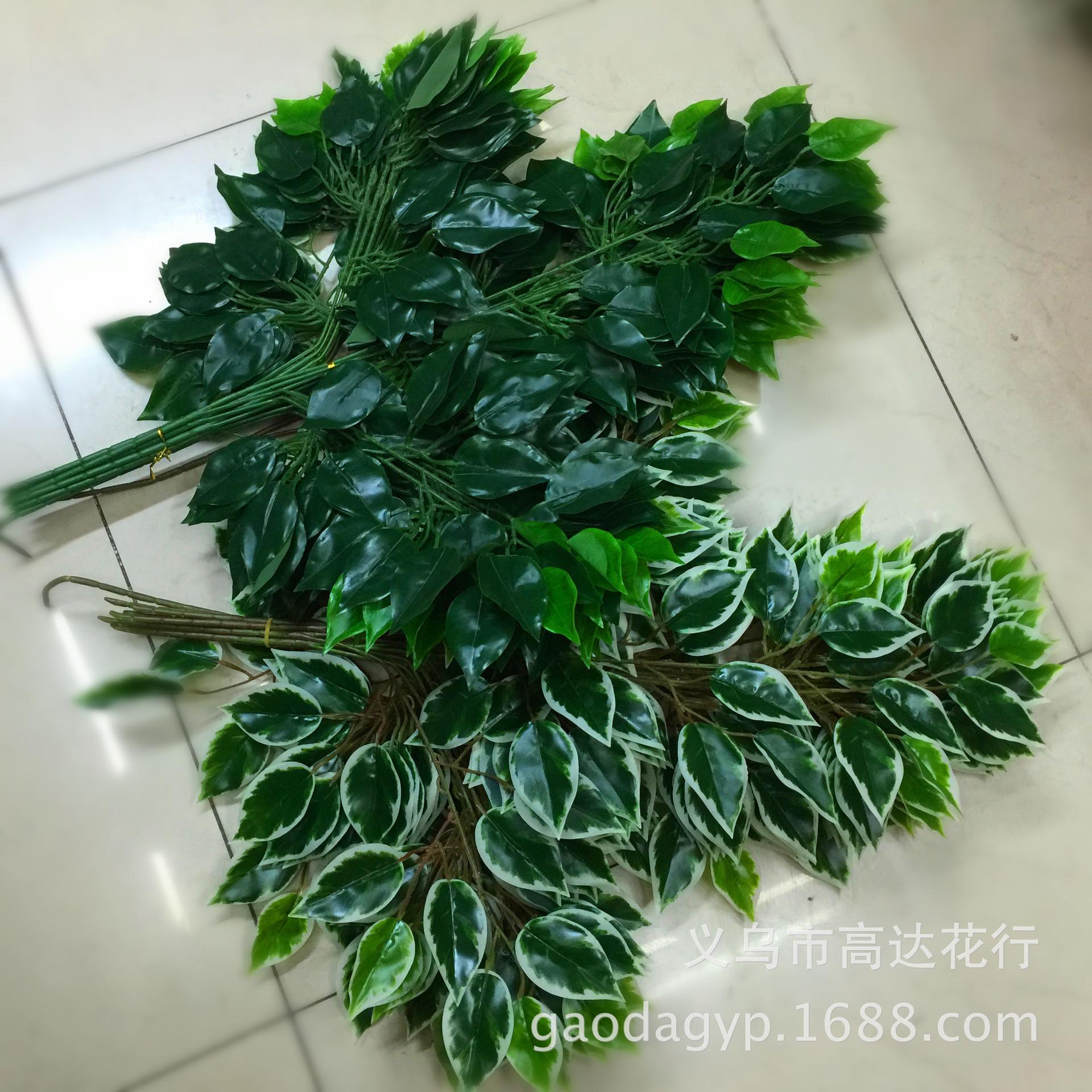 胶白边榕