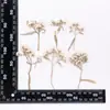 Flores Secas em Relevo, Espécimes Botânicos em Relevo para Ensino, Marcadores de Página Artesanais DIY, Colar Flores Secas, Capas de Celular, Aromaterapia com Cola