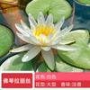 Planta hidropónica de nenúfar con envío directo, loto cultivado en agua durante todo el año, flor de loto en maceta, estanque de agua, nenúfar grande, raíz.