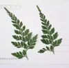 Colección de Hojas Reales, Espécimenes de Plantas de Hojas Reales, Paquete de Material de Flores Secas, Pegatinas para Lámpara de Mesa con Flores en Relieve, Fundas para Teléfono Móvil con Flores Prensadas en Pegamento