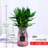Bambú Guanyin, Bambú Atractor de Fortuna, Flor de Raíz Hidropónica, Planta Verde Atractora de Riqueza, Cesta de Potos, Planta en Maceta Fácil de Cuidar para Uso en Oficina