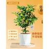 Plántulas de Osmanthus Florales en Maceta Todo el Año Osmanthus Agosto Osmanthus de Interior Fácil de Cultivar Comestible Balcón Patio Plantas Muy Aromáticas