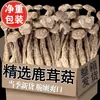 Novo Estoque de Cogumelos de Chifre Secos de Yunnan, Cogumelos de Chifre, Cogumelos Orelha de Veado, Cogumelos Atacado, Cogumelos Shiitake, Cordyceps, para Sopa e Refogado