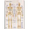 Póster de Anatomía Humana de la Fábrica de Dongguan Inglés Músculo Póster Médico Vaso Sanguíneo Cabeza Imagen Colgante de Divulgación Científica Popular