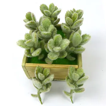 植毛玉兔兰-深绿-小图-新.jpg