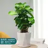 Fluoton Bolsita de Dinero Hoja Redonda Planta en Maceta Grande Sala de Estar Interior Oficina Plantación Verde Árbol del Dinero Buenas Plantas