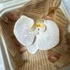 Flor artificial Phalaenopsis flor 3D de película cabeza de flor estilo ramillete regalo de mano LV Fu regalo DIY caja de regalo decoración de boda