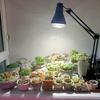 Plantas aquáticas de espectro completo preenchem lâmpada led tanque de peixes explosão algas crescimento imitação sol flores internas musgo parede