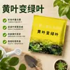 Hojas amarillas se vuelven hojas verdes recuperación rápida deficiencia de hierro clorosis promover síntesis de clorofila hojas verde oscuro gruesas grandes excelente calidad extremadamente bueno