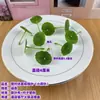 Flores Artificiais, Folhas de Plástico, Modelos Decorativos, Presilhas de Cabelo para Casamento, Plantas Aquáticas Individuais, Plantas de Aquário, Decorações de Pratos para Restaurante