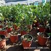 Plantas en maceta de kumquat crujiente al por mayor con fruta enviadas plántulas de fruta plantas de interior para sala de estar balcón patio fruta todo el año