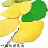 Hojas de ginkgo con ramas, flores secas, ejemplar de planta, flores secas, funda para teléfono en relieve, marcapáginas, hojas reales, flores reales, pegatinas de hojas