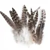 80 Tipos de Penas Naturais de Faisão, Penas Reais, Decorações Nativas Americanas, Acessórios DIY, Acessórios de Cabelo, Peças para Brinquedo de Vara para Gato