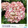 Planta de Hortensia en Maceta con Capullos de Flor, Plántulas de Flor Endless Summer, Flores para Todas las Estaciones, Balcón, Patio, Plantas Verdes de Interior en Flor