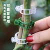 Clip para Fijación de Plantas Clip Planta Trepadora Planta Soporte Grande Tomate Berenjena Planta de Rosa Clip para Fijación de Enredaderas
