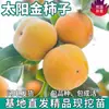 Plántulas de Caqui Dorado de una Pieza para Envío Directo, Injertadas con Plántulas de Fruta Cristal de Fuego Amarillo Dulce y Crujiente para Plantar en Patios del Norte y del Sur