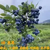 Plántulas de Arándanos con Macetas de Fruta, Plántulas de Fruta para Balcón Plantadas en el Suelo, Siembra en el Sur y el Norte, Plántulas de Arándanos que Dan Fruto en el Mismo Año