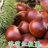 Uma muda de castanha para entrega, extra grande, plantada no norte e sul, Dahongpao, e frutificando no mesmo ano, plantada em Qianxi, castanheiras enxertadas