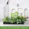 [Série Hc-An7] Caixa de Flores de Planta Verde Simulada Decoração de Sala de Estar Interna Janela de Chão a Teto Paisagismo Fotografia de Casamento Estrada