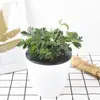 Flor Mimosa em Vaso Pequeno Planta de Interior Varanda Mimosa Muda Pronta com Raízes Folhagem Verde Interessante Mimosa