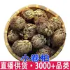 Tuya de Hoja Pequeña, Planta de Tuya, Jiuyi Huanhuncao, Hierba de Tuya, Hanyangcao, Bu Si Cao, Tuya de Piedra